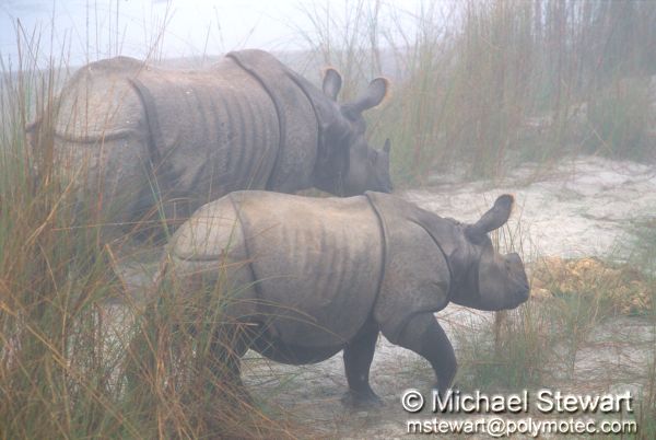 Rhinos, Chitwan National Park